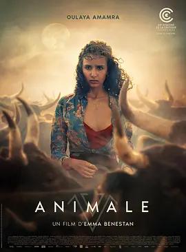 映画「Animale (2024)」ブルーレイBOX1 枚組-華流グッズストア